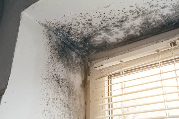 Trusted Basement Mold Remediation service in Clinton, PA - Cheap Mold Removal